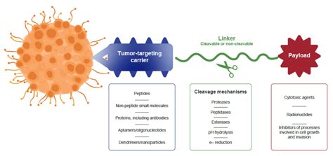 C Peptide and Future Directions