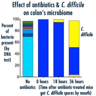 C. diff and the Gut Microbiome