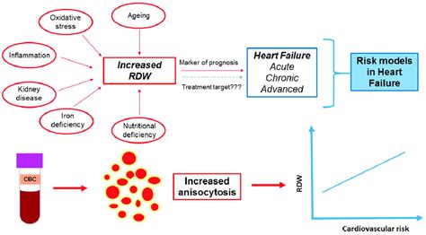 CBC RDW Count Working Mechanisms