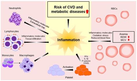 CBC in Disease Diagnosis