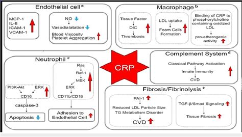 CRP Blood Test and Cardiovascular Disease