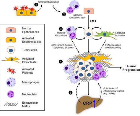 CRP Cancer