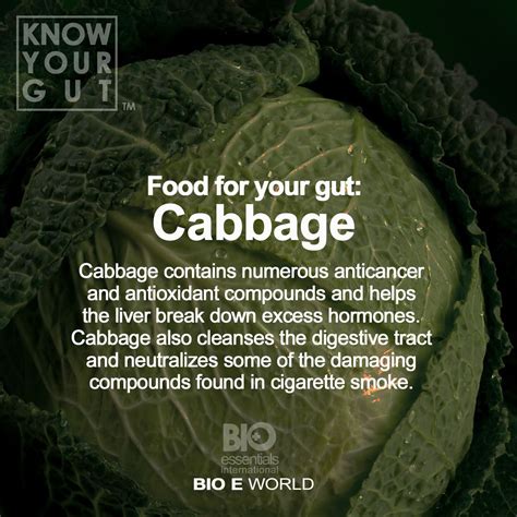 Cabbage Fiber and Cholesterol Levels