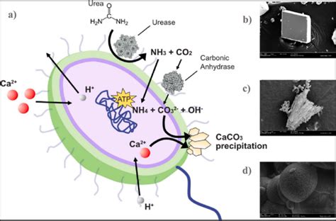 Calcium Carbonate Working Mechanisms