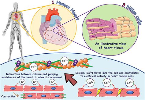 Calcium Benefits for Heart Health