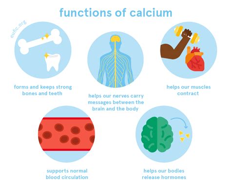 Calcium Benefits for Muscle Function