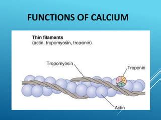 Calcium Benefits for Nerve Function