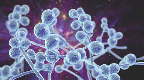 Candida Auris Symptoms