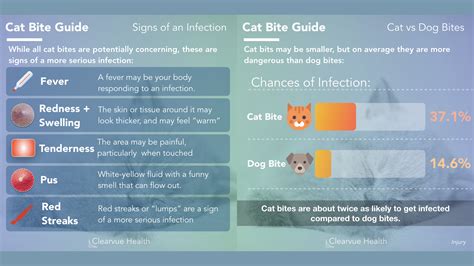 Cat Bite Treatment Steps