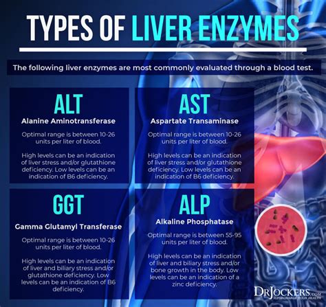 Causes Of Low Liver Enzymes