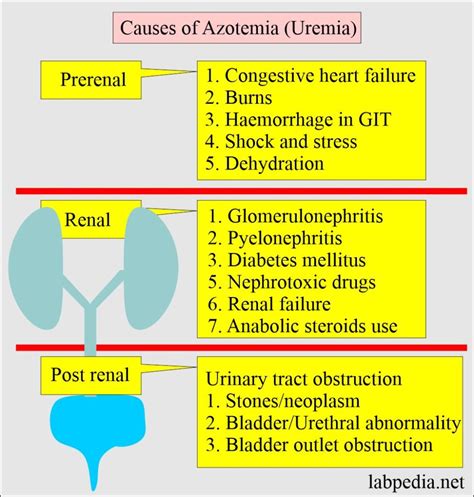 Causes of High Urea Nitrogen Levels
