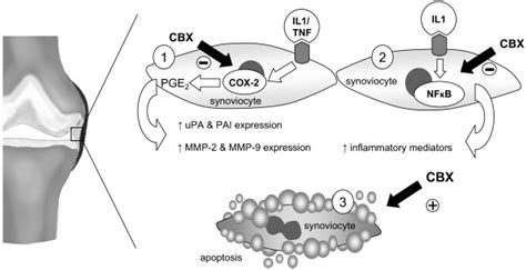 Celebrex Mechanism