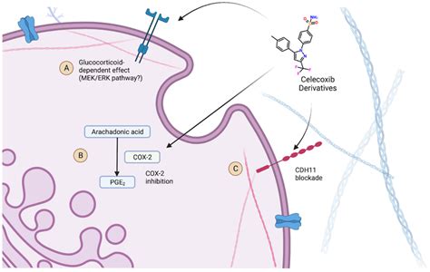 Celecoxib Mechanism of Action