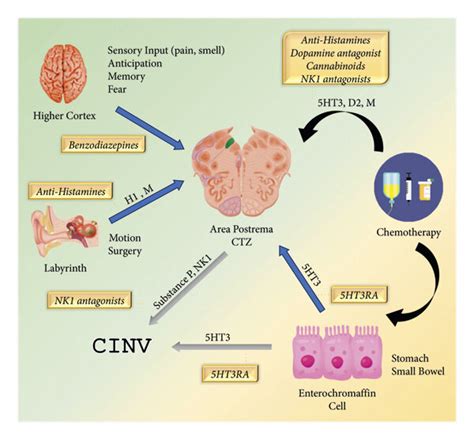 Chemotherapy-Induced Nausea
