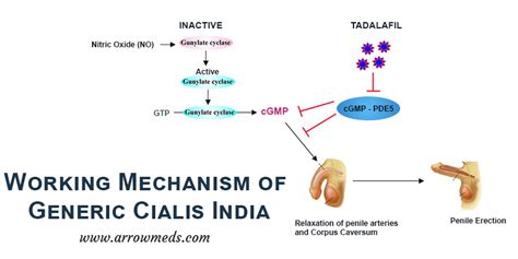Cialis Mechanism
