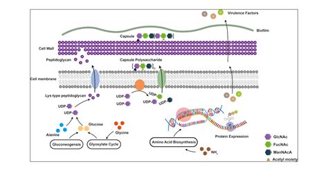 Ciprofloxacin Resistance