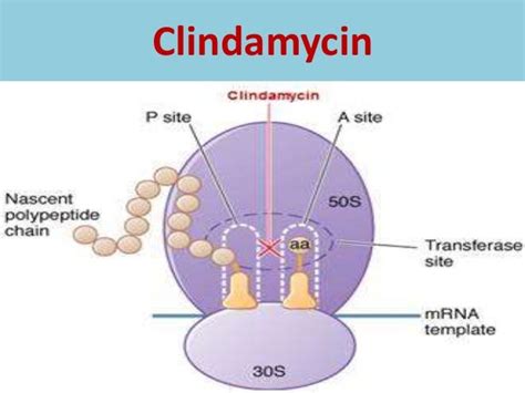 Clindamycin Interactions