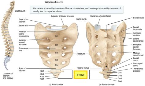 Coccyx Bone