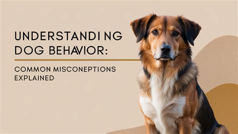 Common Misconceptions About Canine Behavior