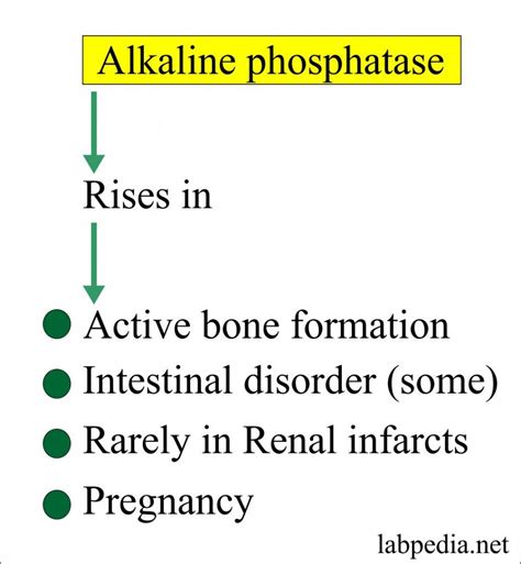 Consequences of Elevated Alkaline Phosphatase