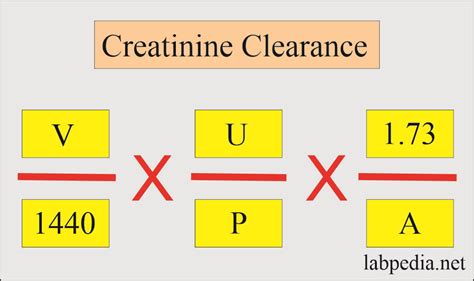 Factors Affecting Creatinine Clearance
