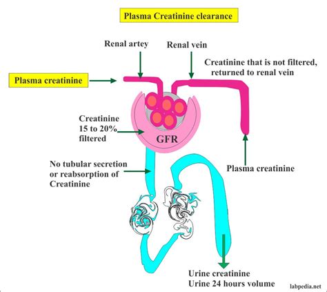 Creatinine Clearance and Kidney Disease