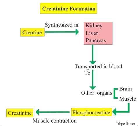 Creatinine and Kidney Function