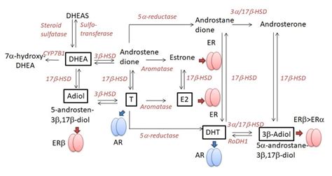DHEA sulfate production