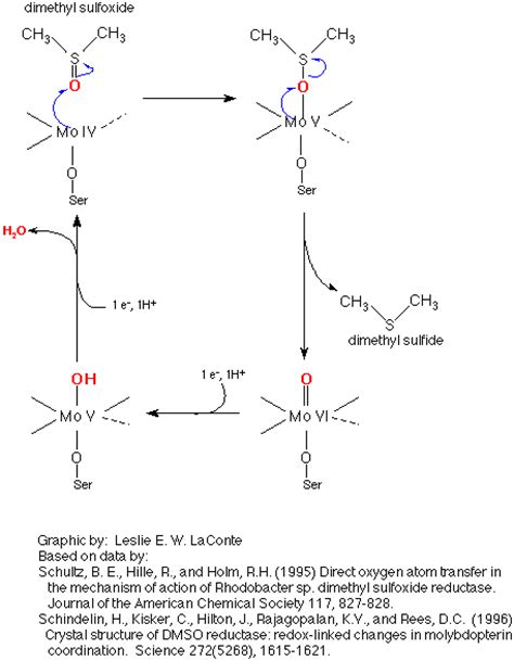 DMSO Mechanism