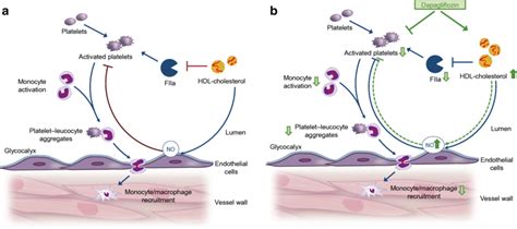 Working Mechanism of Dapagliflozin