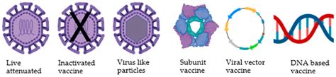 Dengue Vaccine Future Directions