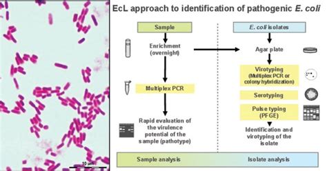 Diagnosing E. coli Infections