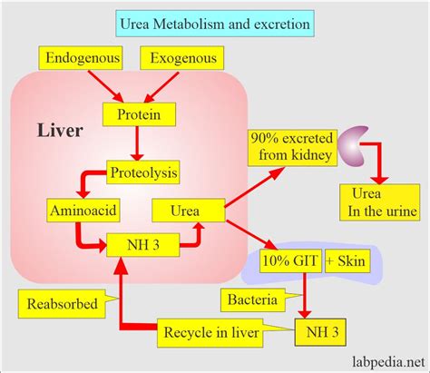 Dietary Influence on Urea Nitrogen