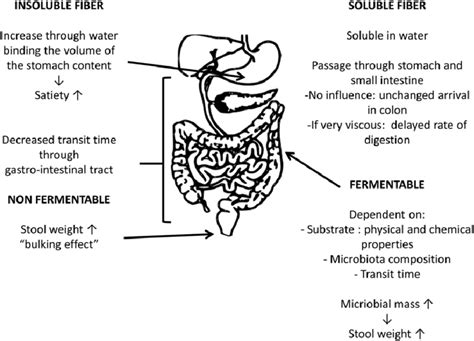 Managing Digestion After Gallbladder Removal