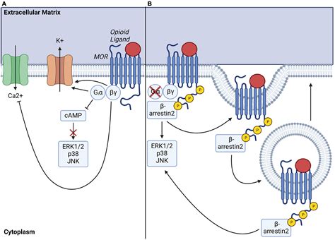 Dilaudid Regulation