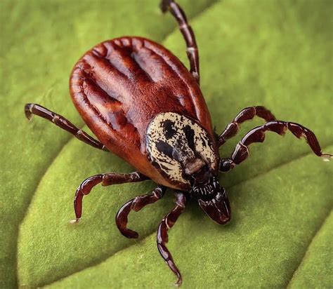 Diseases Transmitted By Ticks