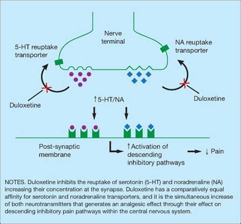 Duloxetine Mechanism of Action