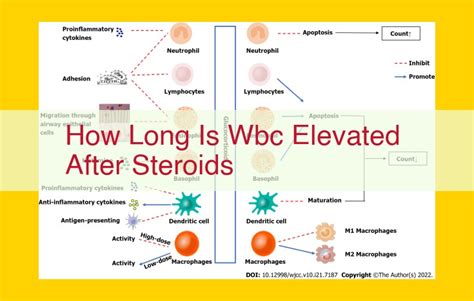 Effects of High WBC Counts on Health