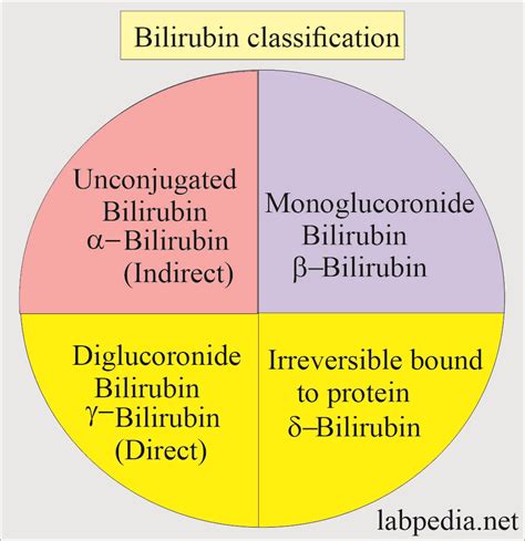 Exercise and Bilirubin Levels