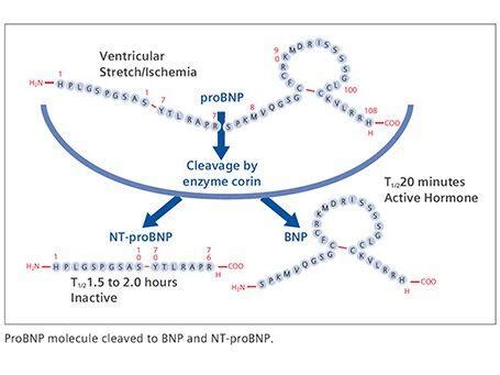 Factors That Influence BNP Peptide Levels