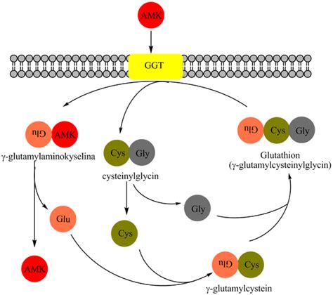 Factors that Influence Glutamyl Transpeptidase Gamma Enzyme Activity