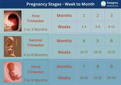 fetal development at 13 weeks