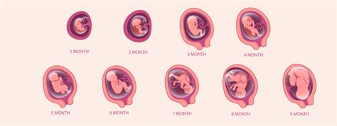 Fetal Development Method