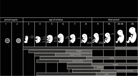 Fetal Development Calculation