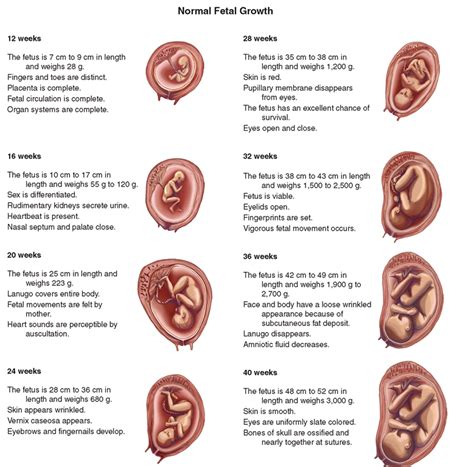 Fetal Development Method