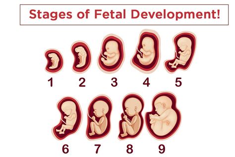 Stages of fetal development at 5 weeks