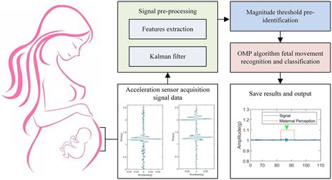 Fetal Movement and Activity