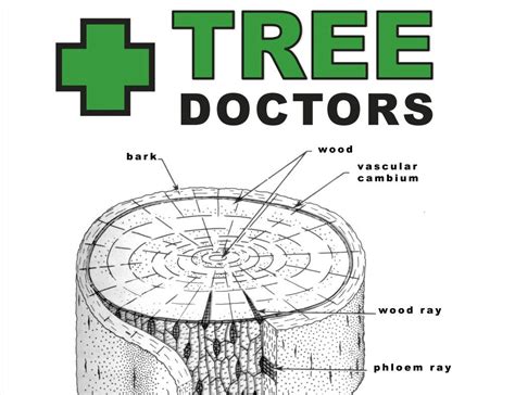 Find Tree Doctor