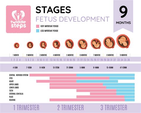 Foetus Development at Seven Weeks