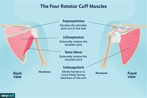 Functions of Rotator Cuff Muscles